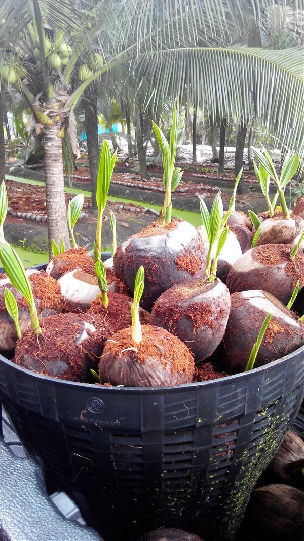 ต้นมะพร้าวน้ำหอม | บ้านสวน การ์เด้น - บางแพ ราชบุรี