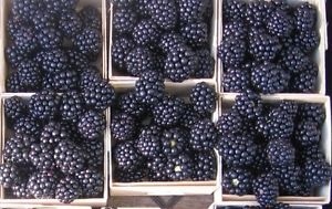 ขายเมล็ดแบล็คเบอร์รี่ Giant blackberry   | sogoodseeds - ปากเกร็ด นนทบุรี