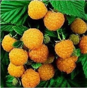 ขายเมล็ดพันธุ์เยลโลราสเอบร์รี่ Yellow  Raspberry  | sogoodseeds - ปากเกร็ด นนทบุรี