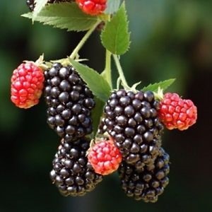 Black  Raspberry  | sogoodseeds - ปากเกร็ด นนทบุรี