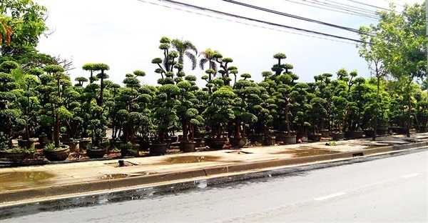 ต้นข่อย | บ้านรักต้นไม้ - วัฒนา กรุงเทพมหานคร