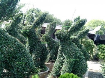 ต้นชาฮอตเกี้ยน | บ้านรักต้นไม้ - วัฒนา กรุงเทพมหานคร