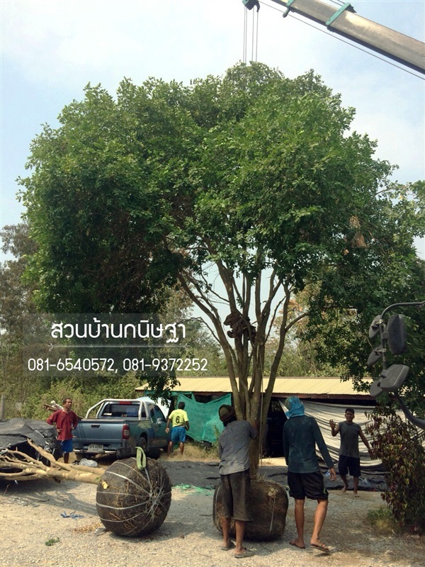 แก้วเจ้าจอม |  สวนบ้านกนิษฐา คลอง 15 - องครักษ์ นครนายก