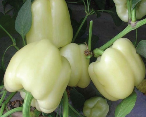 พริกหวานสีขาว - White Pepper | สกายสแครปเปอร์ - เมืองสมุทรปราการ สมุทรปราการ