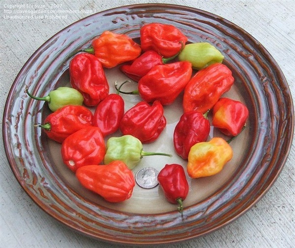 พริกโตเบโกสก็อตบอนเนท - Tobago Sweet Scotch Bonnet Pepper | สกายสแครปเปอร์ - เมืองสมุทรปราการ สมุทรปราการ