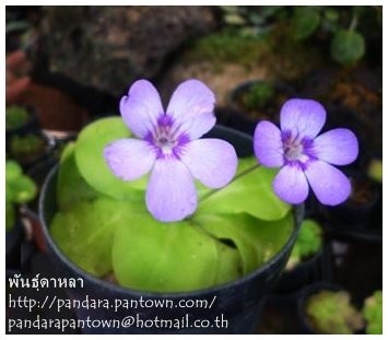 Pinguicula | พันธุ์ดาหลา - เมืองเชียงใหม่ เชียงใหม่