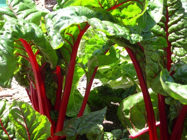 สวิสชาร์ดสีแดง - Ruby Red Swiss Chard