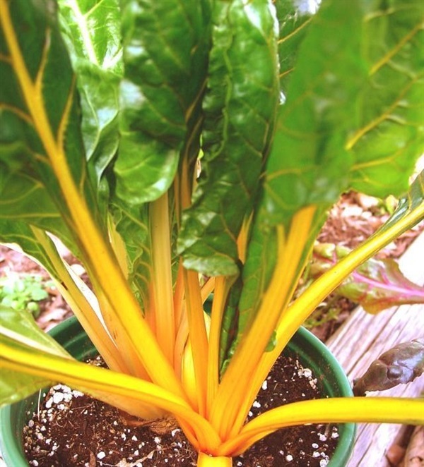 สวิสชาร์ดสีเหลือง - Bright Yellow Swiss Chard