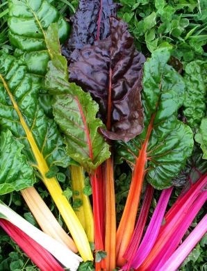 สวิสชาร์ดคละสี - Mixed Swiss Chard