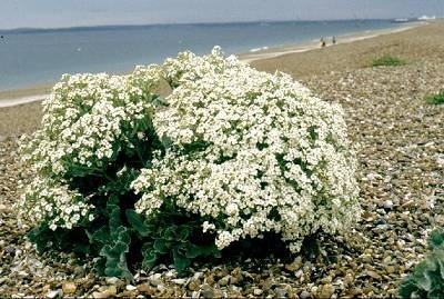 คะน้าทะเล - Sea Kale | สกายสแครปเปอร์ - เมืองสมุทรปราการ สมุทรปราการ