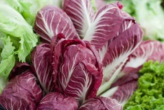 แรดิชิโอโรสซ่าดิเวอโรน่า - Rossa Di Verona Radicchio