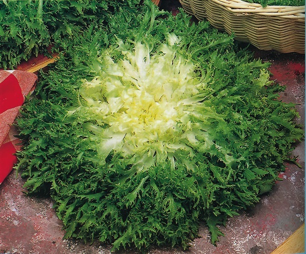 อองดีฟมอสเคิร์ล - Moss Curled Endive