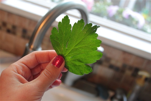 พาร์สเลย์อิตาลีใบใหญ่ - Italian Giant Parsley