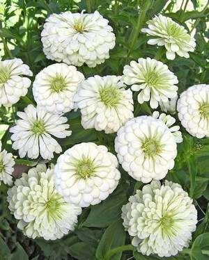 บานชื่นสีขาว - White Polar Bear Zinnia