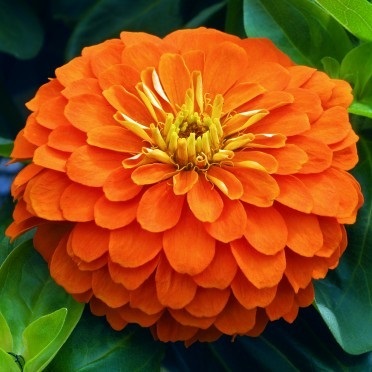 บานชื่นสีส้ม - Orange King Zinnia