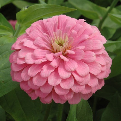 บานชื่นสีชมพู - Luminous Pink Zinnia