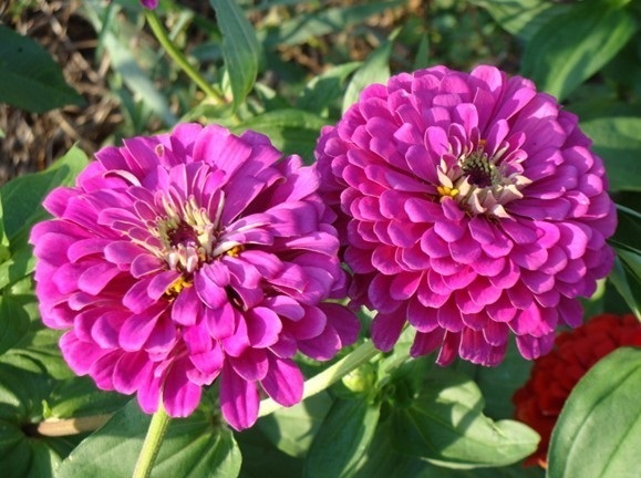 บานชื่นสีม่วง - Purple Prince Zinnia