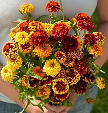 บานชื่นพรมเปอร์เซียคละสี - Mixed Persian Carpet Zinnia