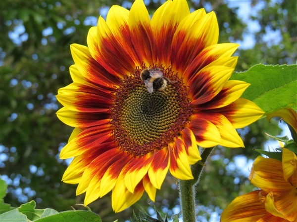 ทานตะวันเรดซัน - Red Sun Sunflower