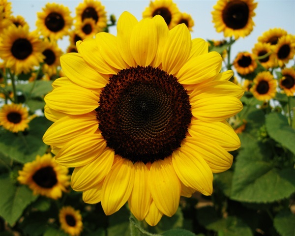 ทานตะวันโกลด์รัช - Gold Rush Sunflower (พันธุ์ตัดดอก) | สกายสแครปเปอร์ - เมืองสมุทรปราการ สมุทรปราการ
