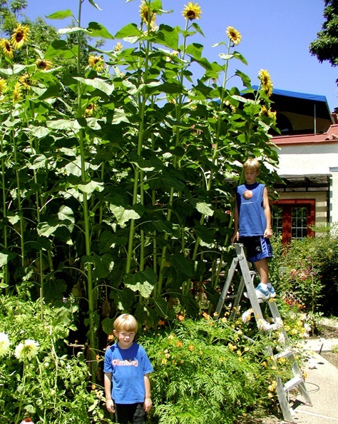 ทานตะวันอเมริกันไจแอ้นท์ - American Giant Sunflower | สกายสแครปเปอร์ - เมืองสมุทรปราการ สมุทรปราการ