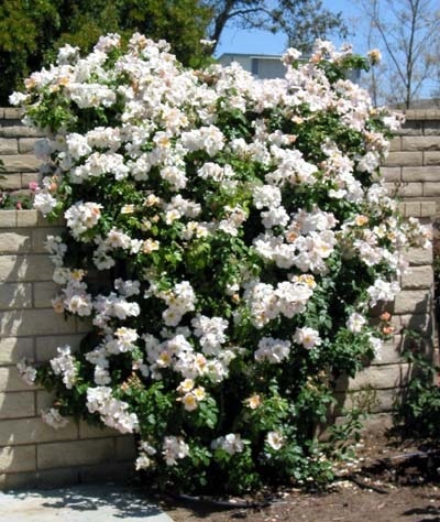 กุหลาบเลื้อยสีขาว - White Climbing rose