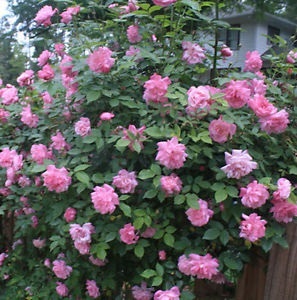 กุหลาบเลื้อยสีชมพู - Pink Climbing rose