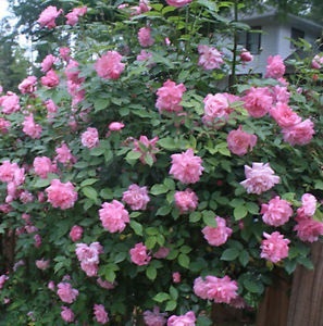 กุหลาบเลื้อยสีชมพู - Pink Climbing rose | สกายสแครปเปอร์ - เมืองสมุทรปราการ สมุทรปราการ