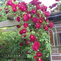 กุหลาบเลื้อยสีแดงเข้ม - Dark Red Climbing rose