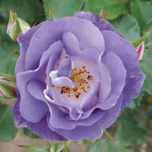 กุหลาบเลื้อยสีม่วงอ่อน - Bluemoon Climbing rose | สกายสแครปเปอร์ - เมืองสมุทรปราการ สมุทรปราการ