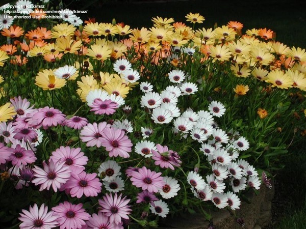 ออสทีโอสเปอมัมคละสี - Mixed Osteospermum | สกายสแครปเปอร์ - เมืองสมุทรปราการ สมุทรปราการ