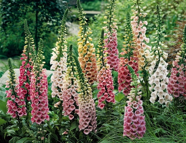 ถุงมือจิ้งจอกคละสี - Mixed Foxglove | สกายสแครปเปอร์ - เมืองสมุทรปราการ สมุทรปราการ