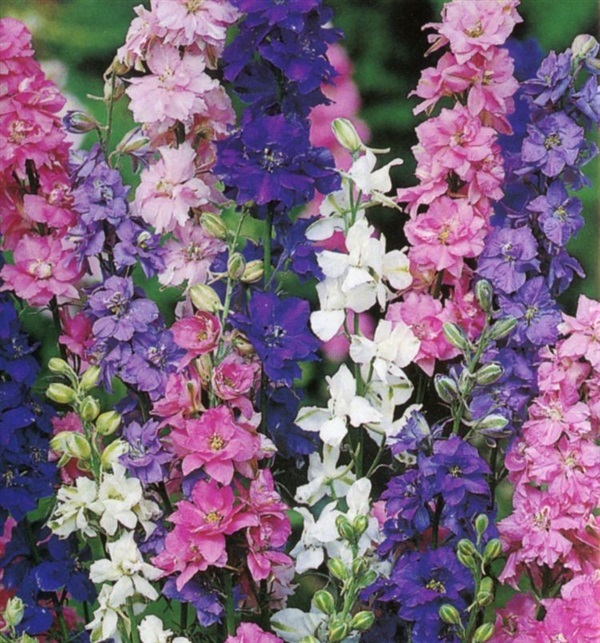 ลาร์คสเปอร์คละสี - Mixed Larkspur