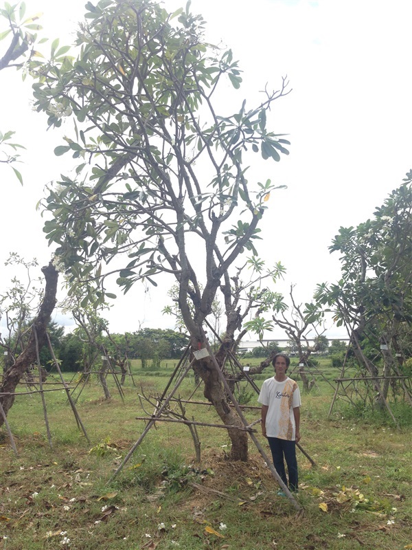 ลีลาวดีดอกขาวพวง C15 | แสงเจริญ ลีลาวดี - เมืองอุบลราชธานี อุบลราชธานี