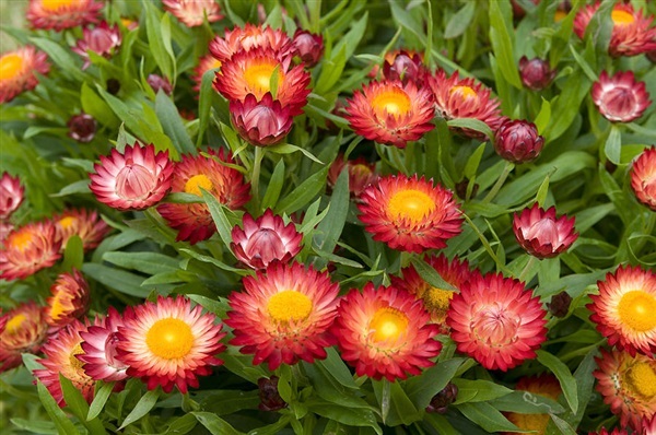 ดอกกระดาษคละสี - Mixed Strawflower | สกายสแครปเปอร์ - เมืองสมุทรปราการ สมุทรปราการ