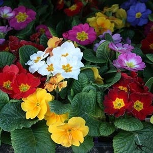 พริมูล่าอะควอลิสคละสี - Mixed Primula acaulis | สกายสแครปเปอร์ - เมืองสมุทรปราการ สมุทรปราการ