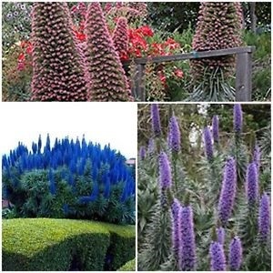 อีเชี่ยมคละสี - Mixed Echium