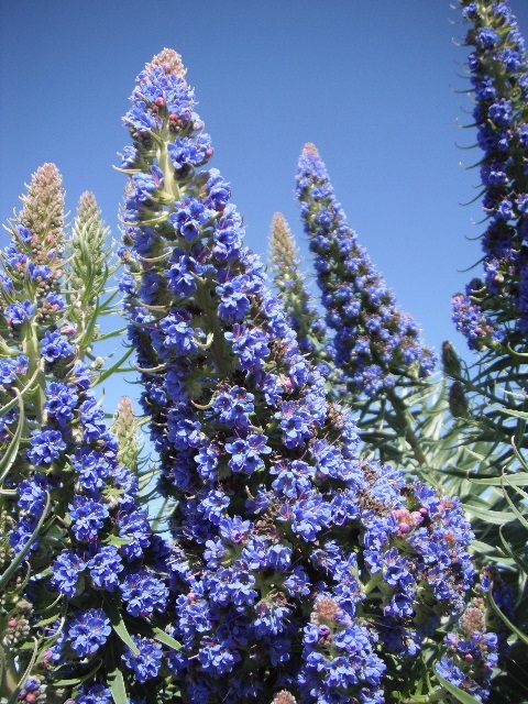 อีเชี่ยมสีฟ้า - Blue Echium