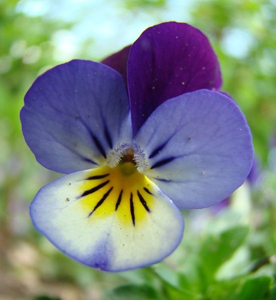 ไวโอล่าสามสี - Viola Tricolor