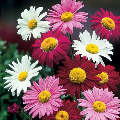 ไพรีทรัมคละสี - Mixed Pyrethrum