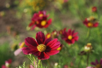 ดาวกระจายสีแดง - Red Dazzler Cosmos