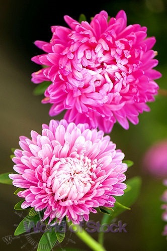 แอสเตอร์จีนสีชมพู - Pink China Aster | สกายสแครปเปอร์ - เมืองสมุทรปราการ สมุทรปราการ