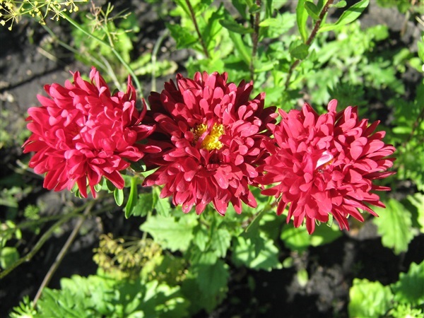 แอสเตอร์จีนสีแดง - Red China Aster