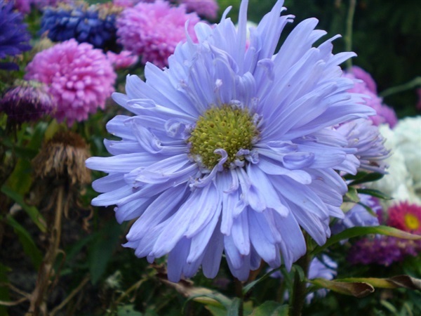 แอสเตอร์จีนสีฟ้า - Blue China Aster