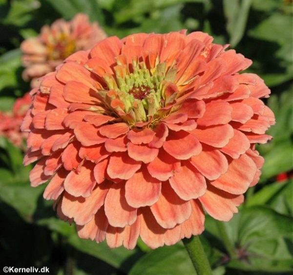 บานชื่นสีแซลม่อน - Salmon Queen Zinnia