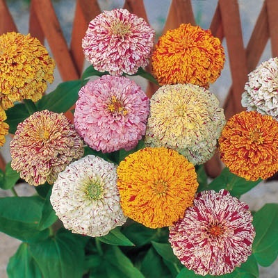 บานชื่นเปปเปอร์มินท์สติ๊กคละสี-Mixed Peppermint Stick Zinnia