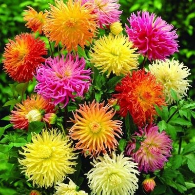 รักเร่แคคตัสคละสี - Mixed Cactus Dahlia