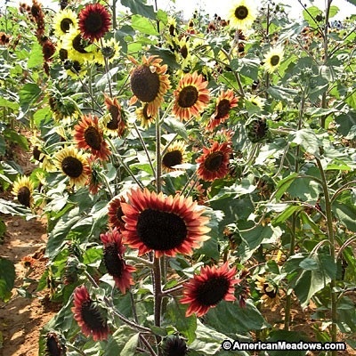 ทานตะวันอีฟนิ่งคัลเลอร์ - Evening Colors Sunflower