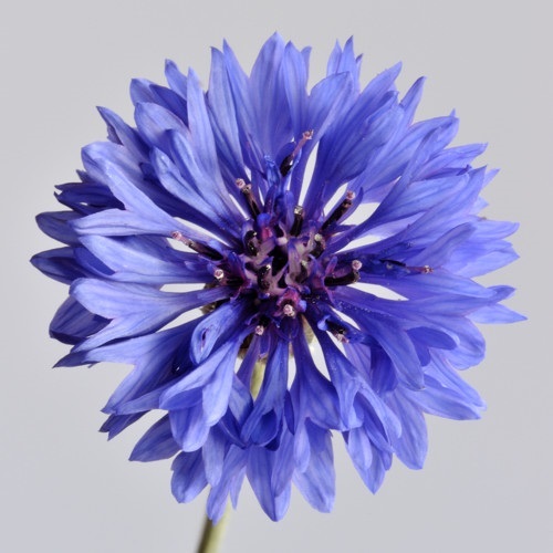 คอร์นฟลาวเวอร์สีฟ้า - Blue Cornflower | สกายสแครปเปอร์ - เมืองสมุทรปราการ สมุทรปราการ