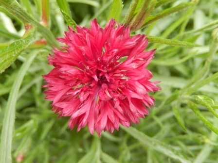 คอร์นฟลาวเวอร์สีแดง - Red Cornflower